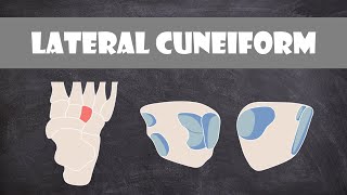 Lateral Cuneiform Bone  Anatomy [upl. by Yecart]