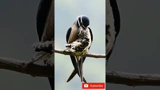 Whiskered treeswift bird feeding their chicks shorts [upl. by Granese]