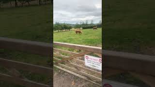 Highland cows  Swanston Farms [upl. by Ylrac]