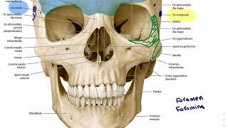 02 Anatomie Schädel  allgemeiner Überblick [upl. by Dorcia]