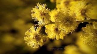 Spring Video HD  Acacia dealbata Mimosa [upl. by Menides]