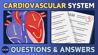 The cardiovascular system 14  OCR GCSE PE  Exam questions and model answers [upl. by Negaem]