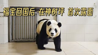 福宝回国后 在神树坪首次露面！小奇迹近期在内舍 院子里在种新树 [upl. by Assirat622]