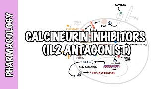 Calcineurin Inhibitors Tacrolimus and Cyclosporine IL2  Mechanism of action adverse effects [upl. by Adnahsed413]