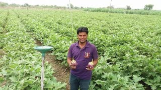 BANANA HOUSE वांगी लागवड माहिती  shoot and fruit borer in brinjal वांगी  Sandip Jadhav Patil [upl. by Noevart]