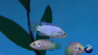 Hemichromis sp lifalili blue neon [upl. by Ainollopa953]