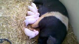 My piglets are very good until the day of sale🐷🐷🐷pigfarming [upl. by Yauqram]