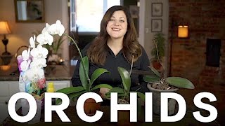 Orchid Care Tips  Garden Answer [upl. by Winsor813]