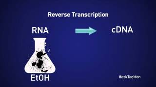 Should You Dilute cDNA for Realtime PCR  Ask TaqMan® Ep 11 by Life Technologies [upl. by Ainattirb]