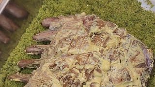 Herb crusted rack of lamb youtube foodie lamb [upl. by Gaskin994]