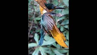 Why Does This Bird Get Stuck In The Leaf [upl. by Ocir]