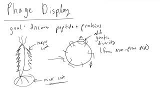 Phage Display Introduction [upl. by Mcnamara]