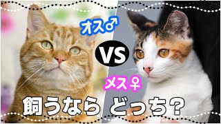 オス猫とメス猫飼いやすいのはどっち？性格・行動・体型・毛色の違い [upl. by Errot879]