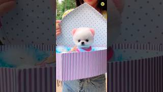 Teacup dog amp shih tzu dog  cute puppy shorts viralvideo sunday rajesh5g cutedog trending [upl. by Anyg]