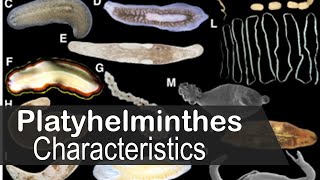 Platyhelminthes phylum characteristics [upl. by Nitsed]