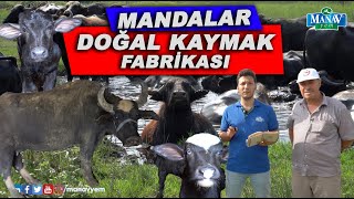 Mandalar  Doğal Kaymak Fabrikası  Şifa Kaynağı Manda Sütü ve Ürünleri [upl. by Attennot]