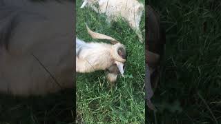 GOAT Uses no gas and nonelectric weed eaters shorts 4098 [upl. by Airlia]