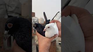 Pet house pe se safed madrasi pet pakda kabootar birds minivlog vlog shorts reels pet pets [upl. by Atwekk255]