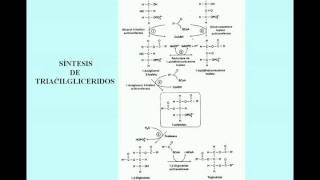 LIPOLISIS Y LIPOGENESIS [upl. by Affra]