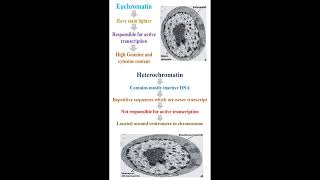 Euchromatin vs Heterochromatin geneticteacher [upl. by Arracat717]