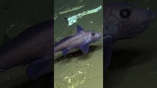 👻 Unveiling the Secrets of Ghost Sharks Exploring the Depths of the Deep Sea [upl. by Htebsil]