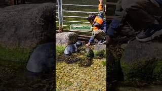 This boy tried his best to help a baby seal 💚 [upl. by Adnolat]