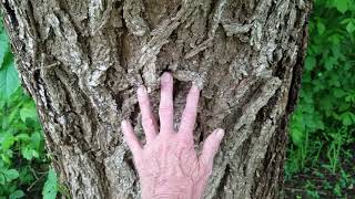 Catalpa tree information [upl. by Amando939]