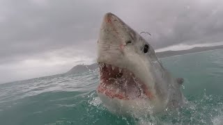 13 Foot Shark Attacks Surfer lasts 30 Minutes Michael Docherty [upl. by Fellner]