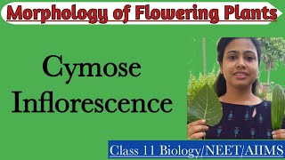 Cymose Inflorescence  Ch5 Morphology of Flowering Plants  Class 11 Biology NEET AIIMS [upl. by Poyssick368]