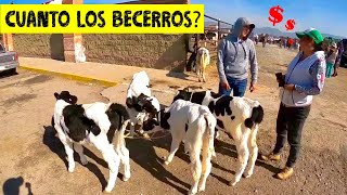 Mercado de Animales Actopan HidalgoToros caballos y vacas  desde 1500  Parte 2 [upl. by Bergstrom]