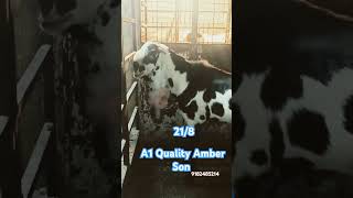 Quality Speak Everything Amber Son Ear 218  Mohammed Bullet King of Gulabi Goats [upl. by Moll]