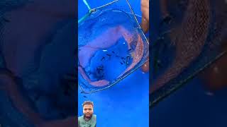 Molly fish 🐟 giving birth aquarium mollyfish fish fishtank pets petsvlog petsman [upl. by Enyahc]