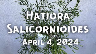 Hatiora salicornioides [upl. by Yewed]