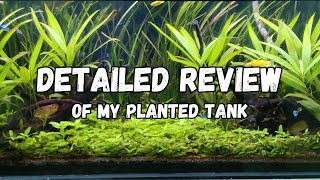 All about my lowtech planted aquarium [upl. by Willabella]