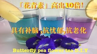 如何做～蝶豆花茶（藍蝶花茶）测试～一步一步做给你看How to make butterfly pea flower teaClitoria ternatea [upl. by Berget]