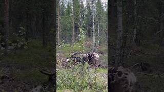 Lemmenjoki National Park Finland 24 July 2024 [upl. by Buote690]