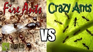 Flying Fire Ants vs Cloning Crazy Ants  Amazing Ant Reproduction [upl. by Davenport]