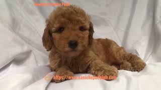 Annette of Caniche Pudel an Apricot toy poodle puppy five weeks old [upl. by Romy]