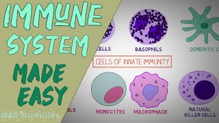 IMMUNE SYSTEM MADE EASY IMMUNOLOGY INNATE AND ADAPTIVE IMMUNITY SIMPLE ANIMATION [upl. by Erdda974]