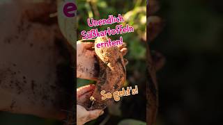 🌟 Unendlich Süßkartoffeln ernten 🥔 So gehts wildkräuter garten gartentipps kartoffel herbst [upl. by Noissap374]