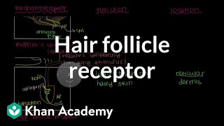 Ruffinis Ending and Hair Follicle Receptor  NCLEXRN  Khan Academy [upl. by Ange]