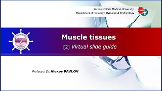 05 General histology Muscle tissues virtual slide guide [upl. by Tremain]