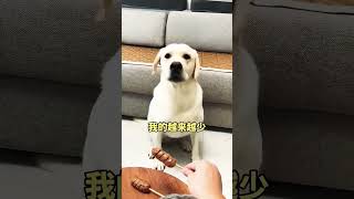 dog labrador funny doglover pets youtube viralvideo trend what cuteanimal [upl. by Fredra]