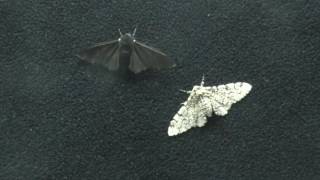 Peppered moths genetic secret [upl. by Eveineg]