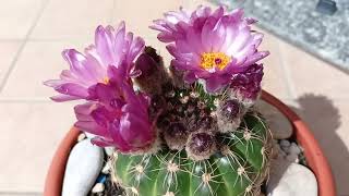 Нотокактус юбельмания или Пародия вёрнери Noto cactus uebelmannianus Parodia werneri [upl. by Nomyaw]