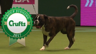 Working Group Judging and Presentation  Crufts 2017 [upl. by Pitts]