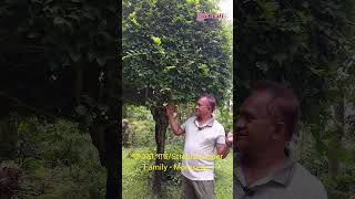 শ্যাওড়া গাছStreblusasperFamilyMoraceae plants botany herbalplants lifecraftiqbal [upl. by Kcirredal]