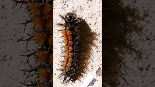 Hungry Caterpillar buckmoth caterpillar cute [upl. by Siednarb]