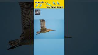 Bar tailed godwit bird 🐦😲😦😯😱facts realfactexpress ytshorts [upl. by Carnay516]