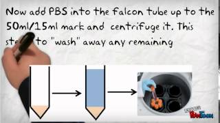 Standard PBMC Processing [upl. by Nelleyram]